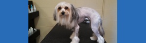 Dog grooming & boarding in Chapel Hill - Country Inn Kennel and Cattery